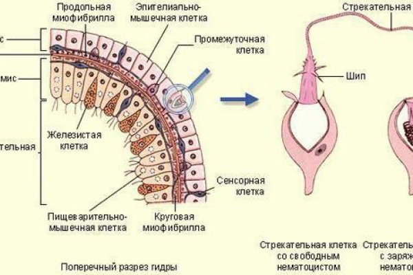 Настоящая ссылка на кракен