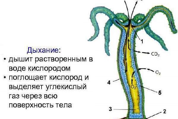 Зеркало kraken krakens16